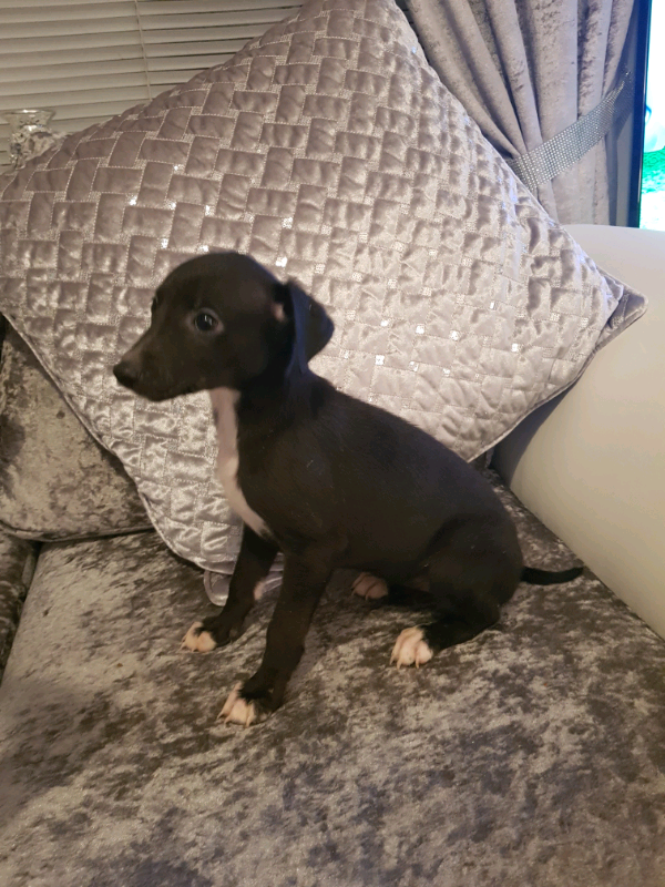 whippet puppies gumtree